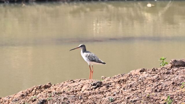 Spotted redshank / Thailand  – Tringa erythropus © Trausti Baldursson Spotted redshank / Thailand – Tringa erythropus © Trausti Baldursson