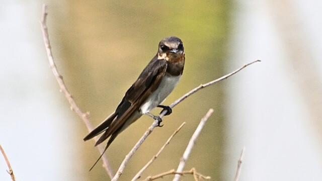 Barn swallow / Thailand – Hirundo rustica © Trausti Baldursson Barn swallow / Thailand – Hirundo rustica © Trausti Baldursson