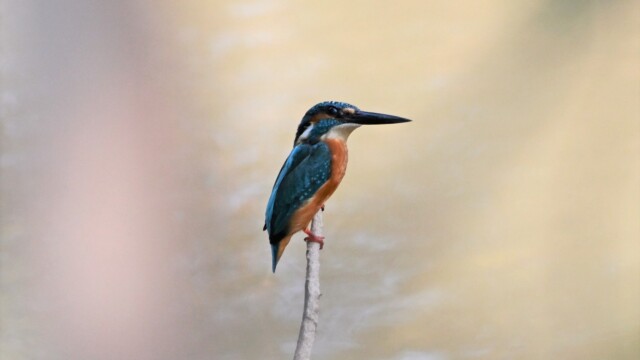 Bláþyrill / Common Kingfisher / Thailand – Alcedo atthis © Trausti Baldursson Bláþyrill / Common Kingfisher / Thailand – Alcedo atthis © Trausti Baldursson