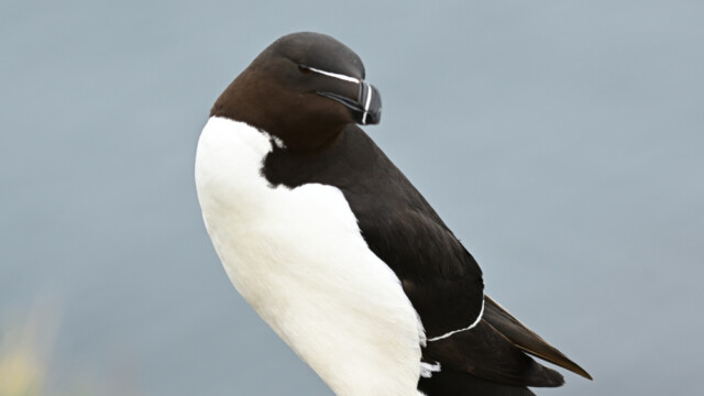 Álka – Alca torda © Trausti Baldursson Álka – Alca torda © Trausti Baldursson