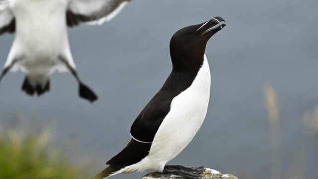Álka – Alca torda © Trausti Baldursson Álka – Alca torda © Trausti Baldursson