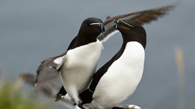 Álka – Alca torda © Trausti Baldursson Álka – Alca torda © Trausti Baldursson