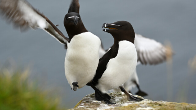 Álka – Alca torda © Trausti Baldursson Álka – Alca torda © Trausti Baldursson
