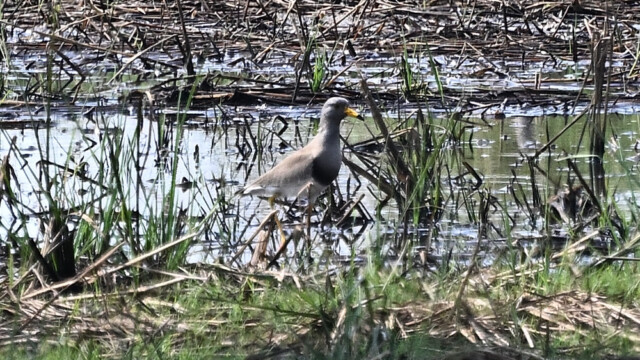 Grey-headed lapwing / Thailand – Vanellus cinereus © Trausti Baldursson Grey-headed lapwing / Thailand – Vanellus cinereus © Trausti Baldursson