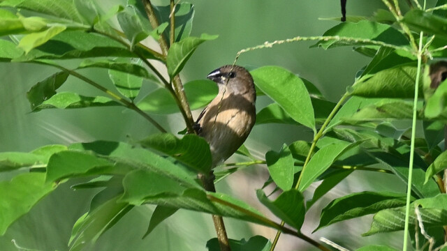 Scaly-breasted munia, female / Thailand – lonchura punctulata © Trausti Baldursson Scaly-breasted munia, female / Thailand – lonchura punctulata © Trausti Baldursson