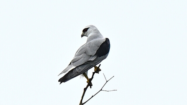 Black-winged Kite / Völsungur / Thailand - Elanus caeruleus © Trausti Baldursson Black-winged Kite / Völsungur / Thailand - Elanus caeruleus © Trausti Baldursson