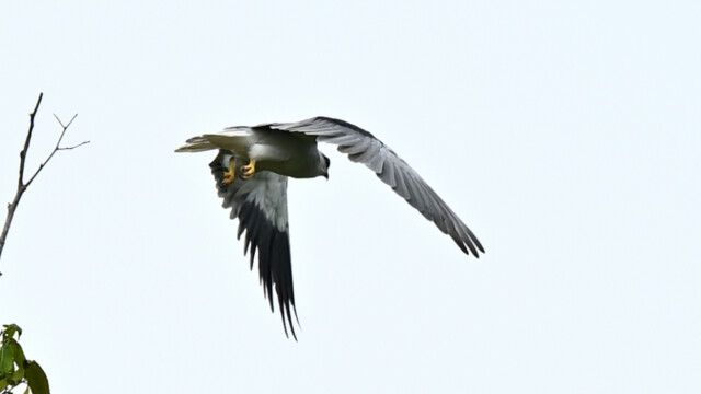 Black-winged Kite / Völsungur / Thailand - Elanus caeruleus © Trausti Baldursson Black-winged Kite / Völsungur / Thailand - Elanus caeruleus © Trausti Baldursson