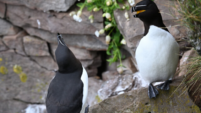 Álka – Alca torda © Trausti Baldursson Álka – Alca torda © Trausti Baldursson