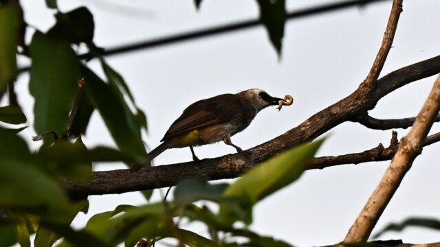 Yellow-vented bulbul / Thailand – Pycnonotus goiavier © Trausti Baldursson Yellow-vented bulbul / Thailand – Pycnonotus goiavier © Trausti Baldursson
