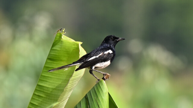 Oriental-magpie robin / Thailand  – Copsychus saularis © Trausti Baldursson Oriental-magpie robin / Thailand – Copsychus saularis © Trausti Baldursson