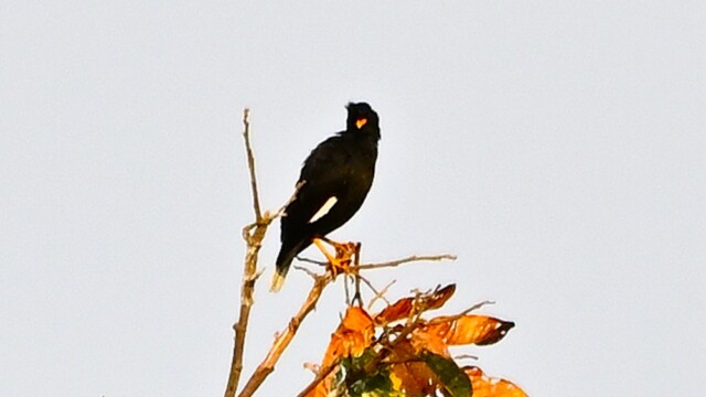 White-vented myna / Thailand – Acridotheres grandis © Trausti Baldursson White-vented myna / Thailand – Acridotheres grandis © Trausti Baldursson