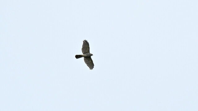 Besra / Thailand – Accipiter virgatus © Trausti Baldursson Besra / Thailand – Accipiter virgatus © Trausti Baldursson