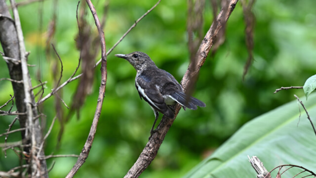 Oriental-magpie robin / Thailand  – Copsychus saularis © Trausti Baldursson Oriental-magpie robin / Thailand – Copsychus saularis © Trausti Baldursson