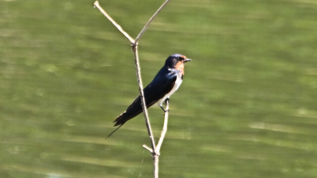Barn swallow / Thailand – Hirundo rustica © Trausti Baldursson Barn swallow / Thailand – Hirundo rustica © Trausti Baldursson