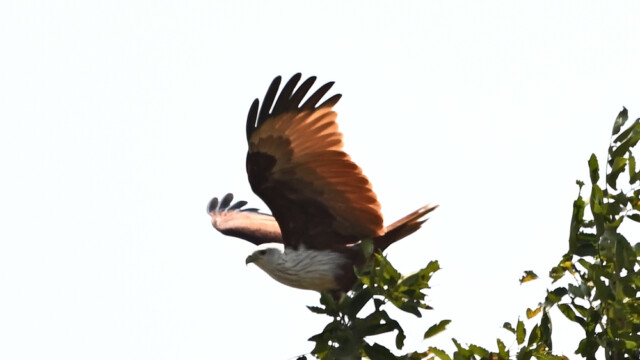 Brahminy kite-Haliastur indus, Thailand © Trausti Baldursson Brahminy kite-Haliastur indus, Thailand © Trausti Baldursson