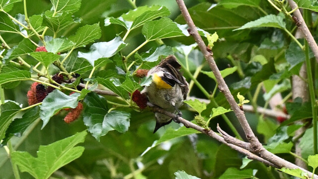 Yellow-vented bulbul / Thailand – Pycnonotus goiavier © Trausti Baldursson Yellow-vented bulbul / Thailand – Pycnonotus goiavier © Trausti Baldursson