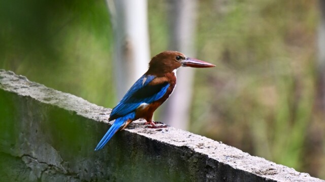 Tyrkjaþyrill / White-throated Kingfisher / Thailand – Halcyon smyrnensis © Trausti Baldursson Tyrkjaþyrill / White-throated Kingfisher / Thailand – Halcyon smyrnensis © Trausti Baldursson