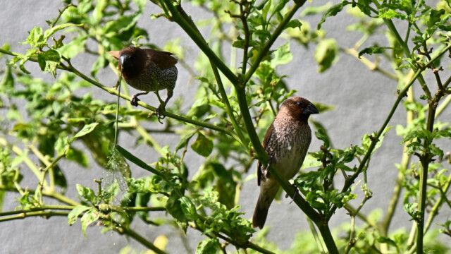 Scaly-breasted munia / Thailand – lonchura punctulata © Trausti Baldursson Scaly-breasted munia / Thailand – lonchura punctulata © Trausti Baldursson
