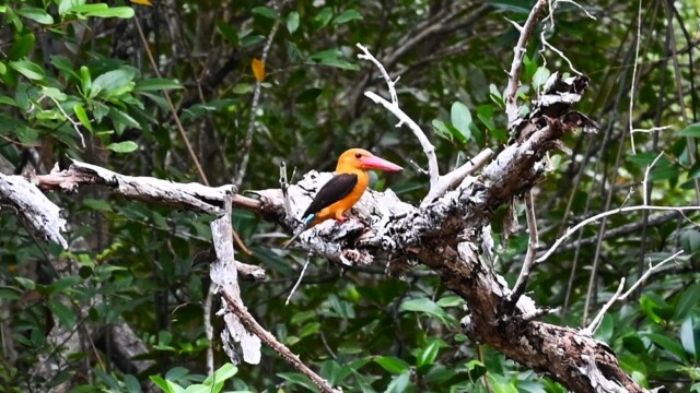 Brown-winged Kingfisher / Thailand – Pelarg opsis amauroptera© Trausti Baldursson Brown-winged Kingfisher / Thailand – Pelarg opsis amauroptera© Trausti Baldursson