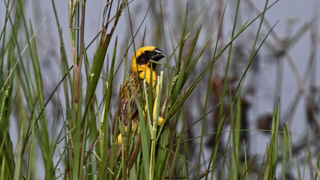Asian golden weaver (male) / Thailand  – Ploceus hypoxathus © Trausti Baldursson Asian golden weaver (male) / Thailand – Ploceus hypoxathus © Trausti Baldursson