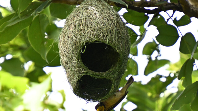 Baya weaver / Thailand – Ploceus philippinus © Trausti Baldursson Baya weaver / Thailand – Ploceus philippinus © Trausti Baldursson