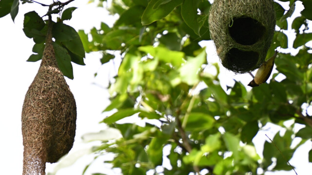 Baya weaver / Thailand  – Ploceus philippinus © Trausti Baldursson Baya weaver / Thailand – Ploceus philippinus © Trausti Baldursson