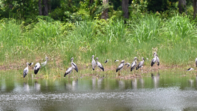 Asian openbill / Thailand  – Anastomus oscitans © Trausti Baldursson Asian openbill / Thailand – Anastomus oscitans © Trausti Baldursson