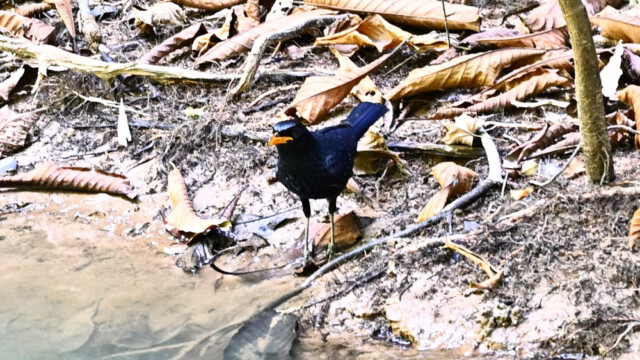 Blue whistling thrush / Thailand  – Myophonus caeruleus © Trausti Baldursson Blue whistling thrush / Thailand – Myophonus caeruleus © Trausti Baldursson