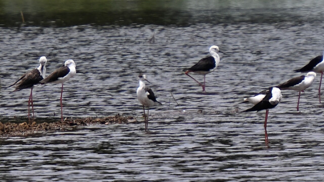 Black-winged Stilt / Thailand – Himantopus himantopus © Trausti Baldursson Black-winged Stilt / Thailand – Himantopus himantopus © Trausti Baldursson