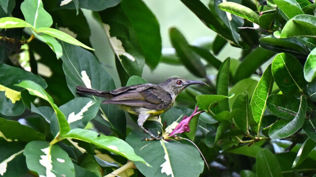 Little spiderhunter / Thailand – Arachnothera longirostra © Trausti Baldursson Little spiderhunter / Thailand – Arachnothera longirostra © Trausti Baldursson
