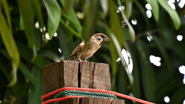 Eurasian tree sparrow / Thailand – Psser montanus © Trausti Baldursson Eurasian tree sparrow / Thailand – Psser montanus © Trausti Baldursson