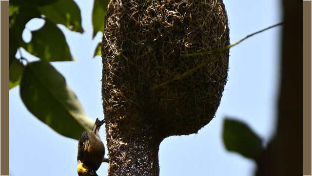 Baya weaver / Thailand – Ploceus philippinus © Trausti Baldursson Baya weaver / Thailand – Ploceus philippinus © Trausti Baldursson