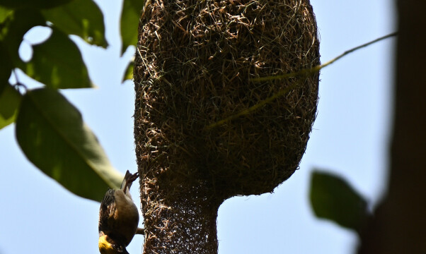 Baya weaver / Thailand  – Ploceus philippinus © Trausti Baldursson Baya weaver / Thailand – Ploceus philippinus © Trausti Baldursson