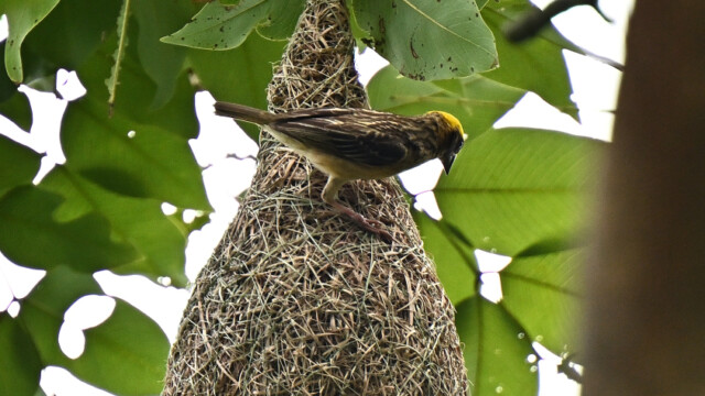 Baya weaver / Thailand – Ploceus philippinus © Trausti Baldursson Baya weaver / Thailand – Ploceus philippinus © Trausti Baldursson
