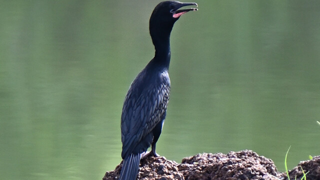 Little cormorant / Thailand - Microcarbo niger © Trausti Baldursson Little cormorant / Thailand - Microcarbo niger © Trausti Baldursson