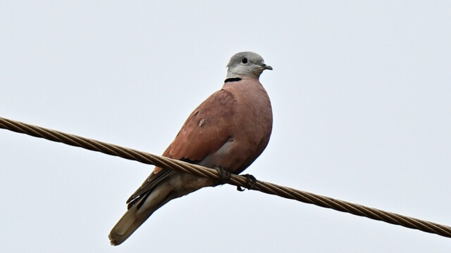 Red collared dove / Thailand – Streptopelia tranquebarica © Trausti Baldursson Red collared dove / Thailand – Streptopelia tranquebarica © Trausti Baldursson