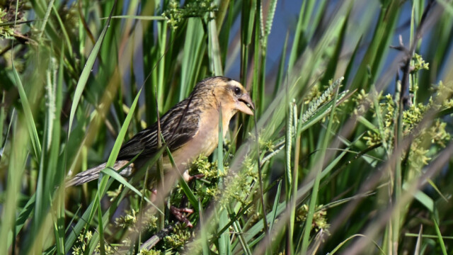 Asian golden weaver (female) / Thailand  – Ploceus hypoxathus © Trausti Baldursson Asian golden weaver (female) / Thailand – Ploceus hypoxathus © Trausti Baldursson