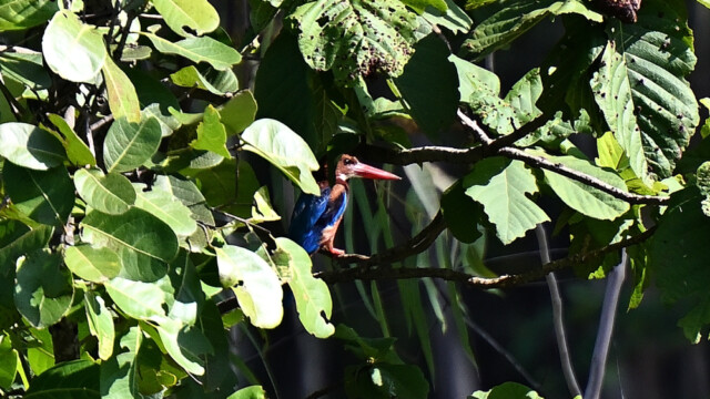 Tyrkjaþyrill / White-throated Kingfisher / Thailand – Halcyon smyrnensis © Trausti Baldursson Tyrkjaþyrill / White-throated Kingfisher / Thailand – Halcyon smyrnensis © Trausti Baldursson