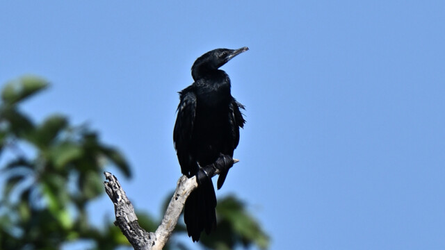 Little cormorant / Thailand - Microcarbo niger © Trausti Baldursson Little cormorant / Thailand - Microcarbo niger © Trausti Baldursson