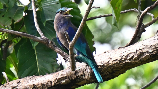 Indochinese  roller / Thailand  – Coracias affinis © Trausti Baldursson Indochinese roller / Thailand – Coracias affinis © Trausti Baldursson