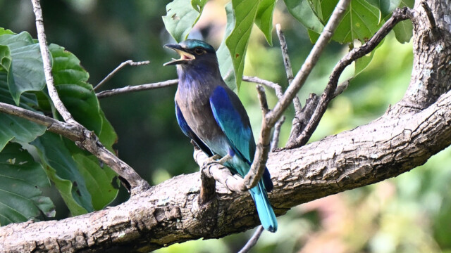Indochinese  roller / Thailand  – Coracias affinis © Trausti Baldursson Indochinese roller / Thailand – Coracias affinis © Trausti Baldursson