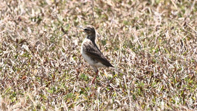 Paddyfield pipit / Thailand  –  Anthus rufulus © Trausti Baldursson Paddyfield pipit / Thailand – Anthus rufulus © Trausti Baldursson