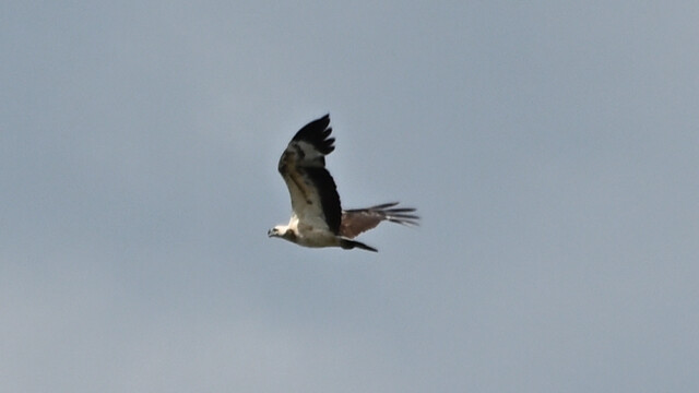 White-bellied Seagle / Glæörn / Thailand - Icthyophaga leucogaster © Trausti Baldursson White-bellied Seagle / Glæörn / Thailand - Icthyophaga leucogaster © Trausti Baldursson
