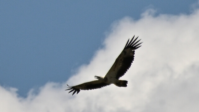 White-bellied Seagle / Glæörn / Thailand - Icthyophaga leucogaster © Trausti Baldursson White-bellied Seagle / Glæörn / Thailand - Icthyophaga leucogaster © Trausti Baldursson