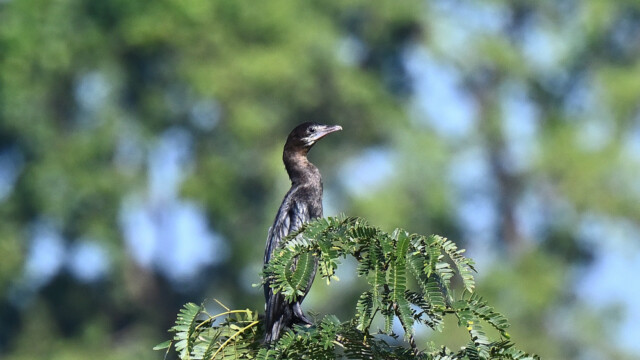 Little cormorant / Thailand - Microcarbo niger © Trausti Baldursson Little cormorant / Thailand - Microcarbo niger © Trausti Baldursson