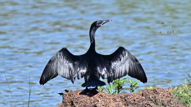 Little cormorant / Thailand - Microcarbo niger © Trausti Baldursson Little cormorant / Thailand - Microcarbo niger © Trausti Baldursson