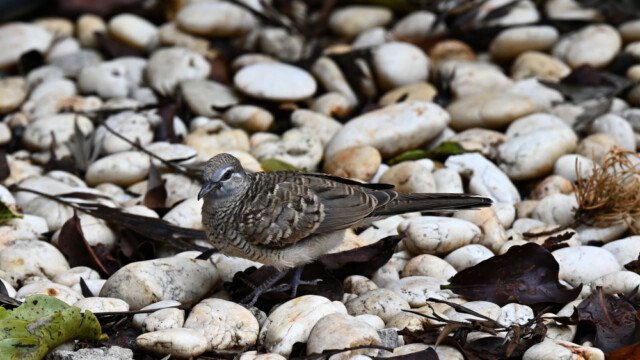 Zebra dove / Thailand  – Geopelia striata © Trausti Baldursson Zebra dove / Thailand – Geopelia striata © Trausti Baldursson