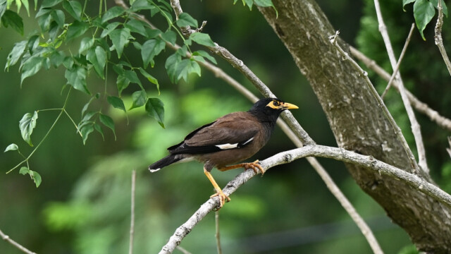 Common myna / Thailand  – Acridoththeres tristis © Trausti Baldursson Common myna / Thailand – Acridoththeres tristis © Trausti Baldursson