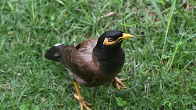 Common myna / Thailand  – Acridoththeres tristis © Trausti Baldursson Common myna / Thailand – Acridoththeres tristis © Trausti Baldursson