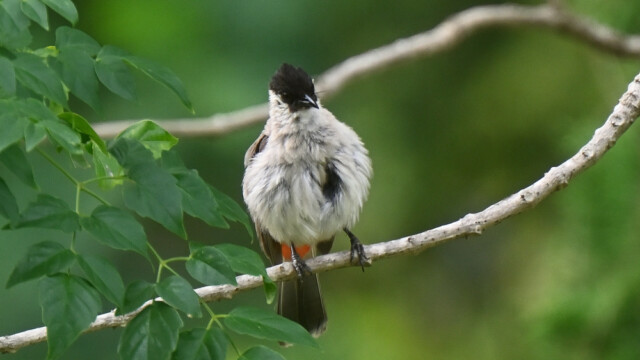 Sooty-headed bulbul / Thailand  – Pycnonotus aurigaster © Trausti Baldursson Sooty-headed bulbul / Thailand – Pycnonotus aurigaster © Trausti Baldursson